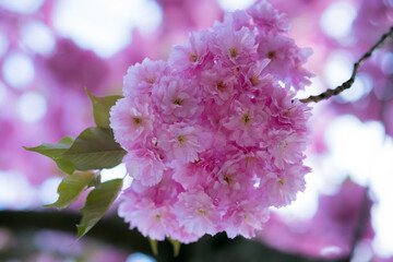 Flowering branch of sakura tree. Pink sakura flowers close-up on a sunny spring day. - 602646725
