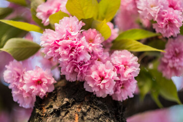 Flowering branch of sakura tree. Pink sakura flowers close-up on a sunny spring day. - 602646742