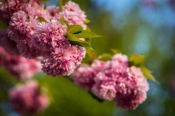 Flowering branch of sakura tree. Pink sakura flowers close-up on a sunny spring day. - 602646751