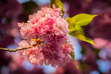 Flowering branch of sakura tree. Pink sakura flowers close-up on a sunny spring day. - 602646797