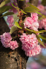 Flowering branch of sakura tree. Pink sakura flowers close-up on a sunny spring day. - 602648956