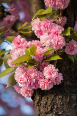 Flowering branch of sakura tree. Pink sakura flowers close-up on a sunny spring day.