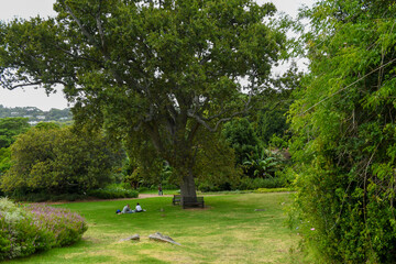 View of the Kirstenbosch botanical garden at Cape Town in South Africa