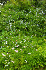 Plants of the Kirstenbosch botanical garden at Cape Town in South Africa
