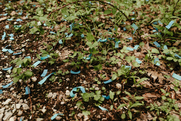 Blue Confetti Scattered on Forest Floor from Baby Gender Reveal 