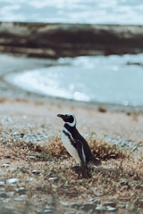 Naklejka premium penguin on the beach