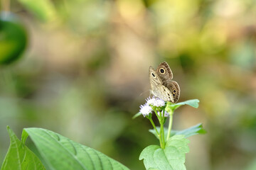 Ypthima huebneri or Common five ring found in vegetable gardens. 