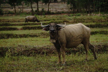 Thai buffalo raised in the field.