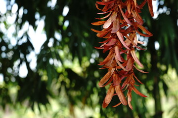 Flowers of Dipterocarpus beautiful intricatus.