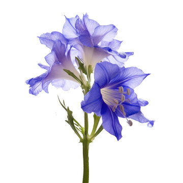 larkspur flowers isolated on white