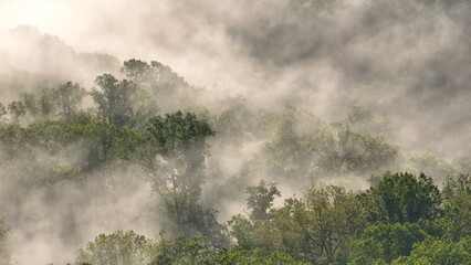 Early morning mist, fog, and clouds rolling through lush green forest in nature outdoors in Tennessee mountains