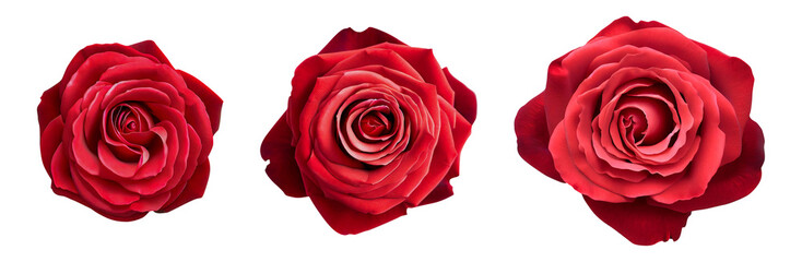 rose red petal flowers isolated set on transparent background created with Generative AI technology