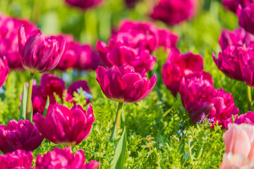 紫色チューリップ集団