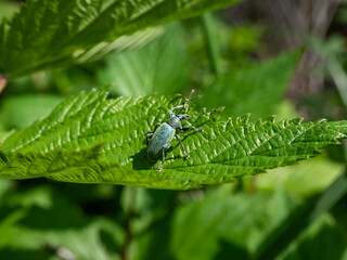 Close-up shot of the Short-nosed weevil or the nettle weevil (Phyllobius pomaceus) with bright metallic green scales, combined with variations of gold, blue and copper colour on a leaf