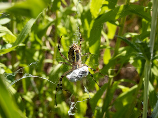 Macro shot of adult, female wasp spider (Argiope bruennichi) with yellow and black markings on its abdomen hanging on orb web with its prey caught and wrapped before being eaten