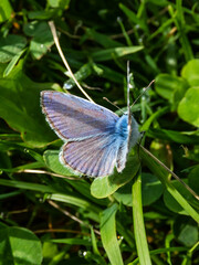Close-up of the adult common blue butterfly or European common blue (Polyommatus icarus) sitting on a grass stem surrounded with vegetation