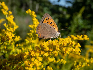 The small or common copper (Lycaena phlaeas) with closed wings from the side on a yellow flower in summer
