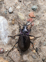 Macro shot of the Bronze ground beetle or bronze carabid (Carabus nemoralis) - a large, black ground beetle with coppery sheen and edges of its elytra iridescent purple