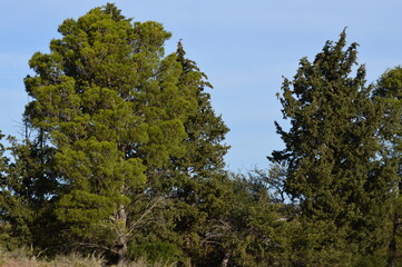 Fototapeta premium trees and field pines in the middle of the afternoon