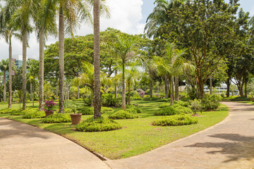 Palm collection in сity park in Kuching, Malaysia, tropical garden with large trees and lawns.