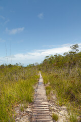 Fototapeta premium Wooden deck, jungle path in Bako national park, sunny day, blue sky and grass. Vacation, travel, tropics concept.