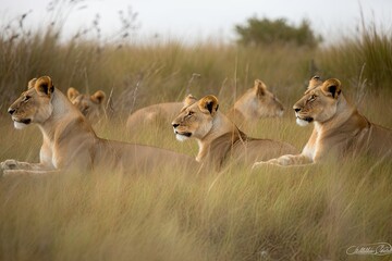 Fototapeta na wymiar A Pride of Lions Lounging in the Savanna - AI Generated