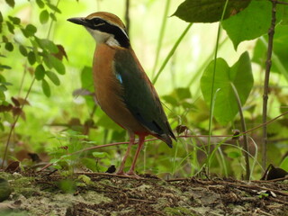 Indian Pitta