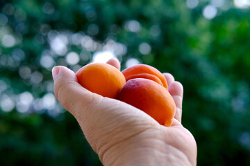 fresh juice fruit, ripe apricots, Prunus armeniaca in female hand, concept of healthy eating, vegan diet, raw, healthy food, benefits of carotenoids, antioxidants dried apricot production