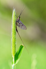 A mayfly resting on a the tip of gras stalk in the Spree Forest region, germany. The species is...