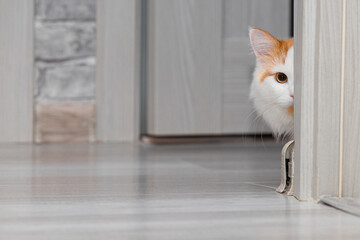 cat peeking around the corner of the room