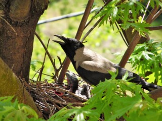 Hooded crow feeds three chicks in a tree nest
