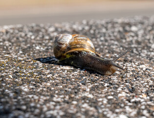 a snail on a stone floor in the sun