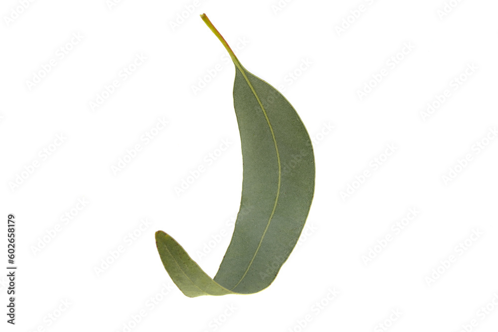 Wall mural eucalyptus leaf isolated