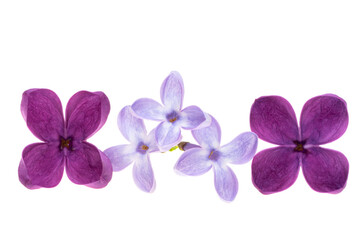 lilac flowers isolated