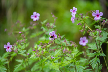 canary island geranium flowering in Madeira