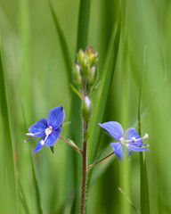 forget me not