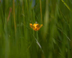 yellow flower on green grass