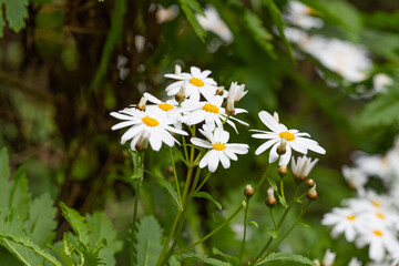 chamomile growing on the island of Madeira