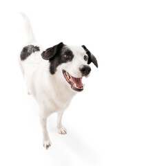 Active playful white dog staying at white background excited looking side. Play time! Smiling happy pet