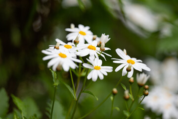 chamomile growing on the island of Madeira