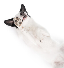 Adorable dog lies on its back with its belly up. hide and seek. naughty silly playing raises a paw. Adorable relaxed dog love time moment. Studio shot pets on white