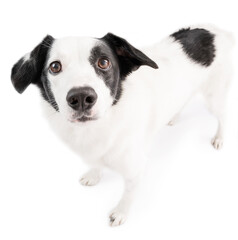 Adorable dog eyes look. looking the camera. wide angle lens funny white dog face isolated on white looking up 
