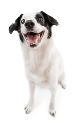 Smiling Emotional positive dog Border collie with pleasure looks at the camera. Chuckle. trick. emotional animal isolated on white background - obrazy, fototapety, plakaty