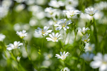 Chickweed flowers growing in a meadow in spring