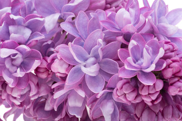 Fototapeta premium lilac flower isolated