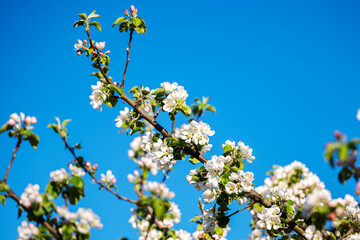 blooming apple tree on a sunny spring day