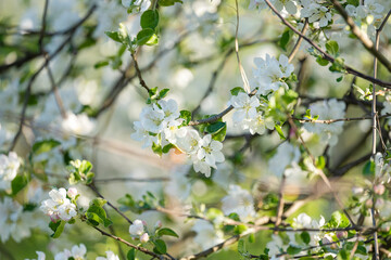 blooming apple tree on a sunny spring day