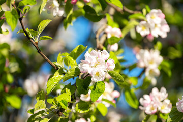 blooming apple tree on a sunny spring day