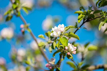 blooming apple tree on a sunny spring day