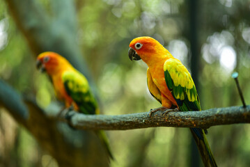 Several colorful parrots are resting on the fence. This lovebird lives in the wild and can be housed with house pets. cute wildlife concept